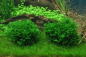 Preview: Monosolenium tenerum - Lebermoos 1-2-Grow!